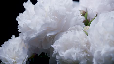 White-peonies-in-studio-closeup-sliding-rotating-display