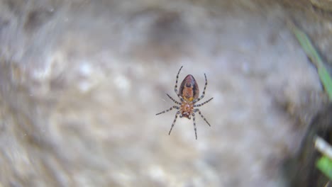 a red weaver spider, aplaida gallardoi, sits at the center of her web.