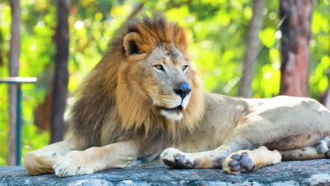 a lion rests peacefully in its enclosure