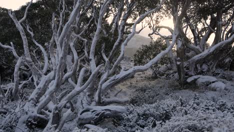gomas de nieve bajo la nieve cerca del paso de charlotte, parque nacional de kosciuszko, nueva gales del sur