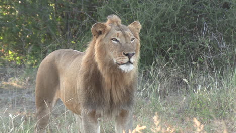 a young male lion standing and looking around while sniffing the air