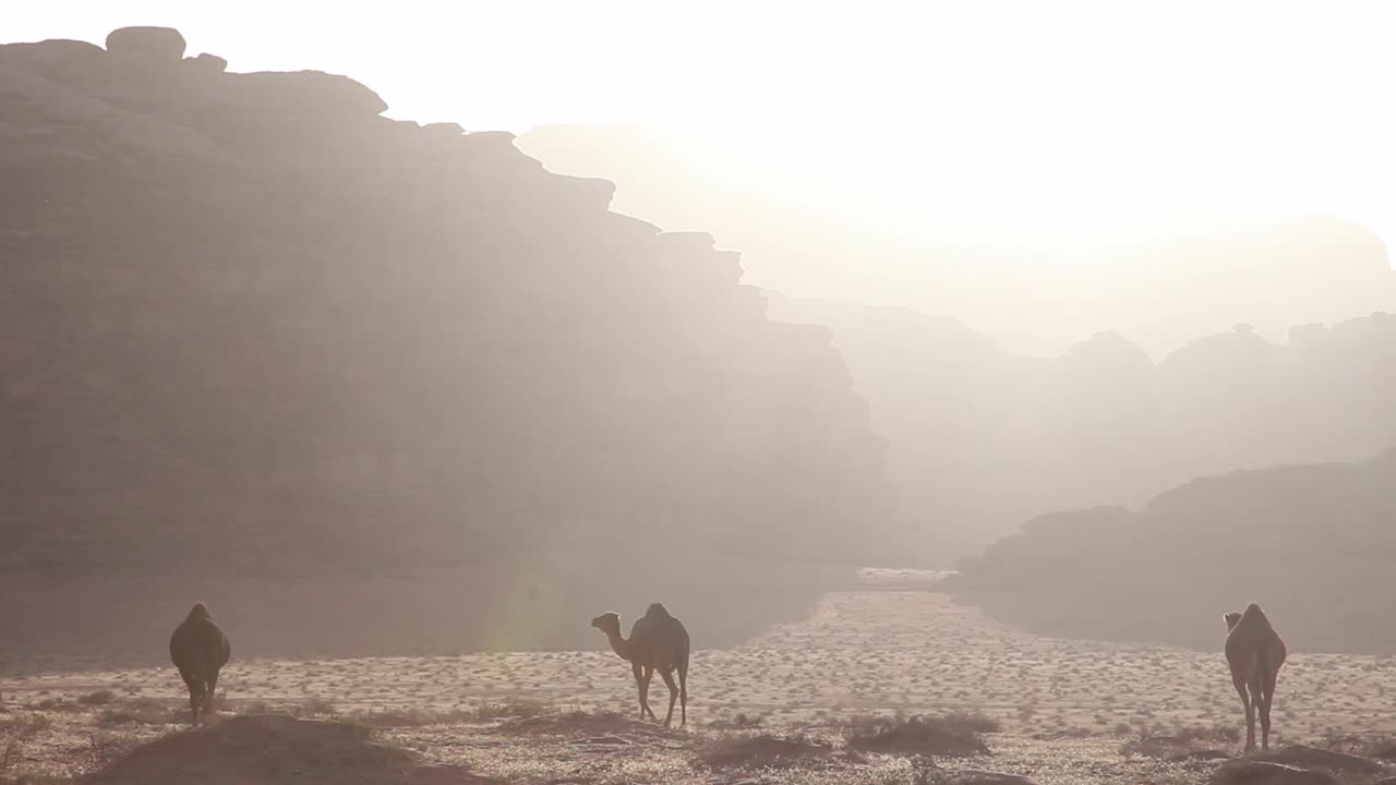 Camels through arid desert, sunset, mountains at the background, Wadi Rum, Jordan, static shot
