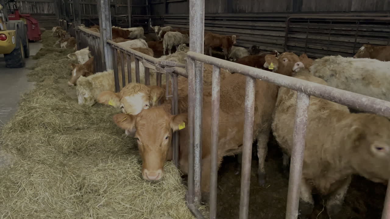 Plan au ralenti montrant un groupe de vaches allemandes paissant dans une ferme, dans une étable.