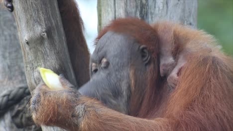 orang utan eating a banana, baby orang utan