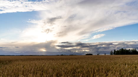 dramatic sunset over wheat field