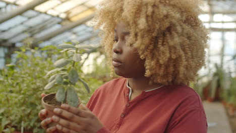 african american woman examining flowers in greenhouse