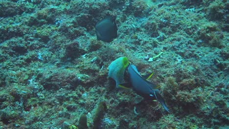 Bunte-Fische-Schwimmen-Zwischen-Den-Korallenriffen-Am-Monkey-Reef,-Bali