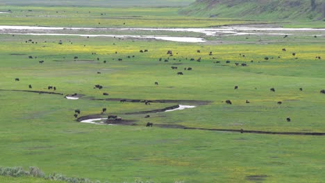 Bison-Covering-The-Grassy-Fields-Of-Lamar-Valley-In-Yellowstone-National-Park,-Wyoming,-USA