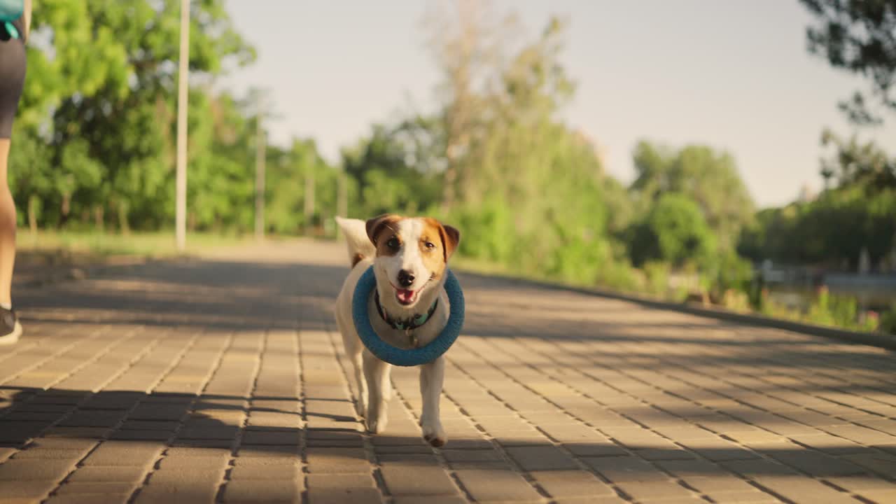 jack russell terrier perro jugando a traer en un parque