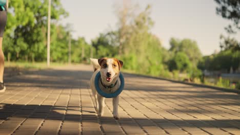 jack russell terrier dog playing fetch in a park