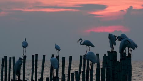 The-Great-Egret,-also-known-as-the-Common-Egret-or-the-Large-Egret