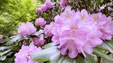 rododendro en flor en boone carolina del norte, carolina del norte, cerca de blowing rock carolina del norte