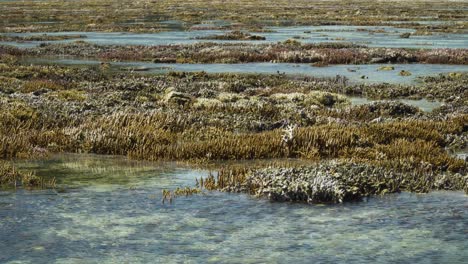 low tide in the pacific with coral reef sticking out of the water, natural phenomenon