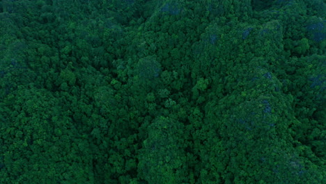 there's so much beauty amongst all this greenery