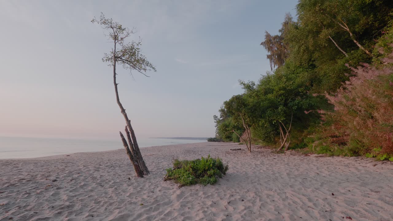 Lonely Tree at Knäbäckshusen Beach In South Sweden Österlen With Horizon and Forest In Background, Static Wide Shot