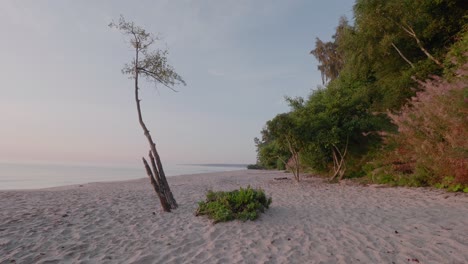 Einsamer-Baum-Am-Knäbäckshusen-Strand-In-Südschweden-Österlen-Mit-Horizont-Und-Wald-Im-Hintergrund,-Statische-Weitwinkelaufnahme