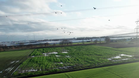 Greylag-Gees-Vuela-Muy-Cerca-De-Un-Dron-Sobre-El-Paisaje-Agrícola-Holandés