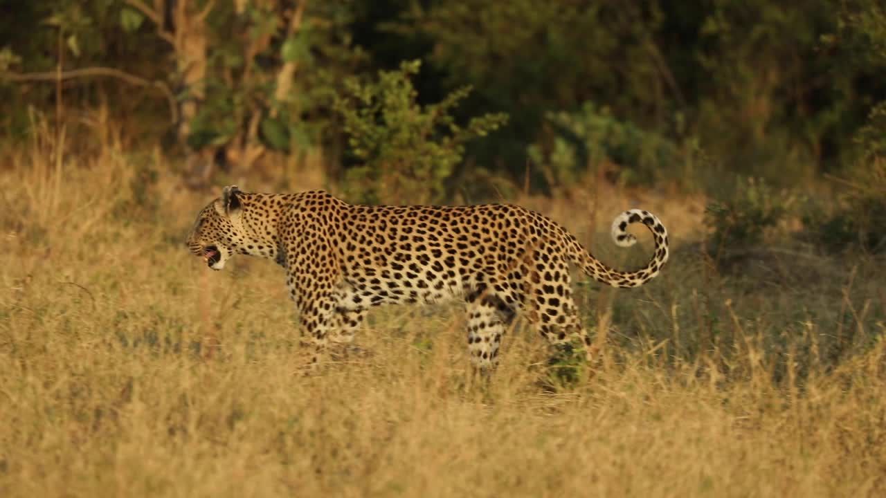toma panorámica de un leopardo hembra caminando en cámara lenta en luz dorada, khwai botswana