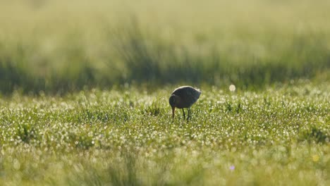 black-tailed godwit in a misty meadow