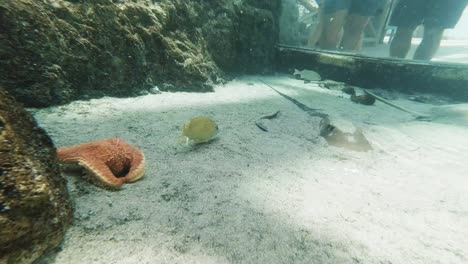 Slow-Motion-of-a-fish-swimming-by-with-Starfish-in-background