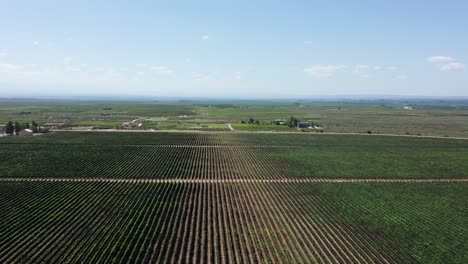 agricultural sustainable vineyard field in uco valley, argentina