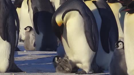 Polluelo-De-Pingüino-Alimentándose-En-Medio-De-Una-Colonia-De-Pingüinos-Nevados