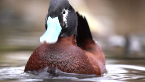 Retrato-A-Nivel-De-Los-Ojos-Del-Pato-Macho-Del-Lago-Oxyura-Vittata-En-Agua,-Cierre-Estático