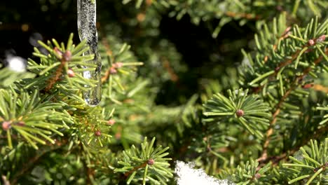 close up water droplet on a dwarf spruce picea tree, change of seasons into spring 4k