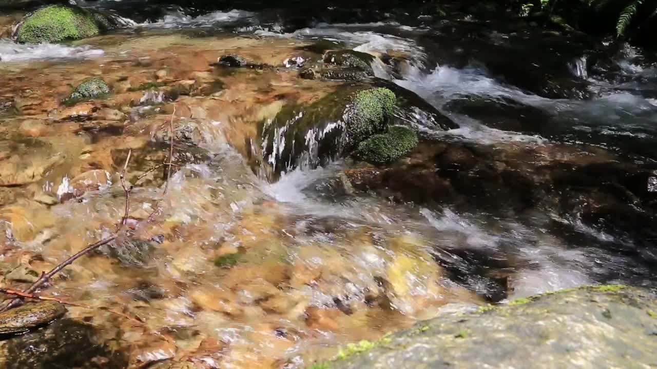 una corriente cristalina fluye suavemente sobre las rocas de musgo, creando una escena pacífica y relajante en un bosque exuberante