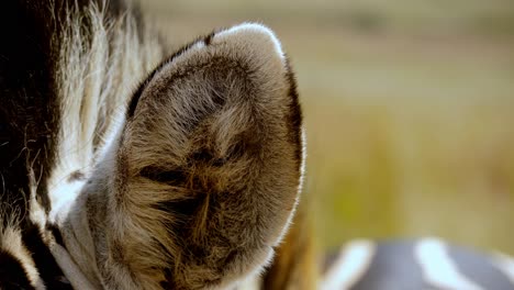 marco shot of a zebras ear with a fly making it twitch