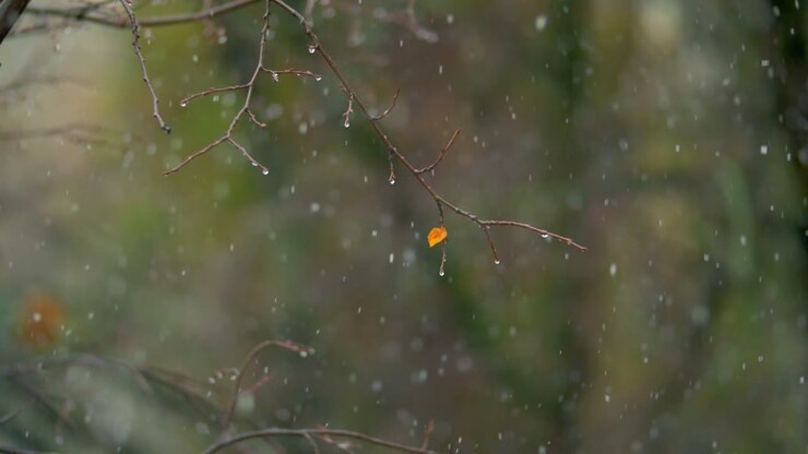 Nasser kahler Baum und leichter Schneefall an einem Herbsttag