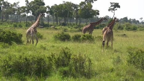 group of giraffes walking with large trees in background