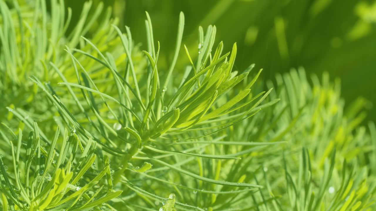 зеленое растение под дождем