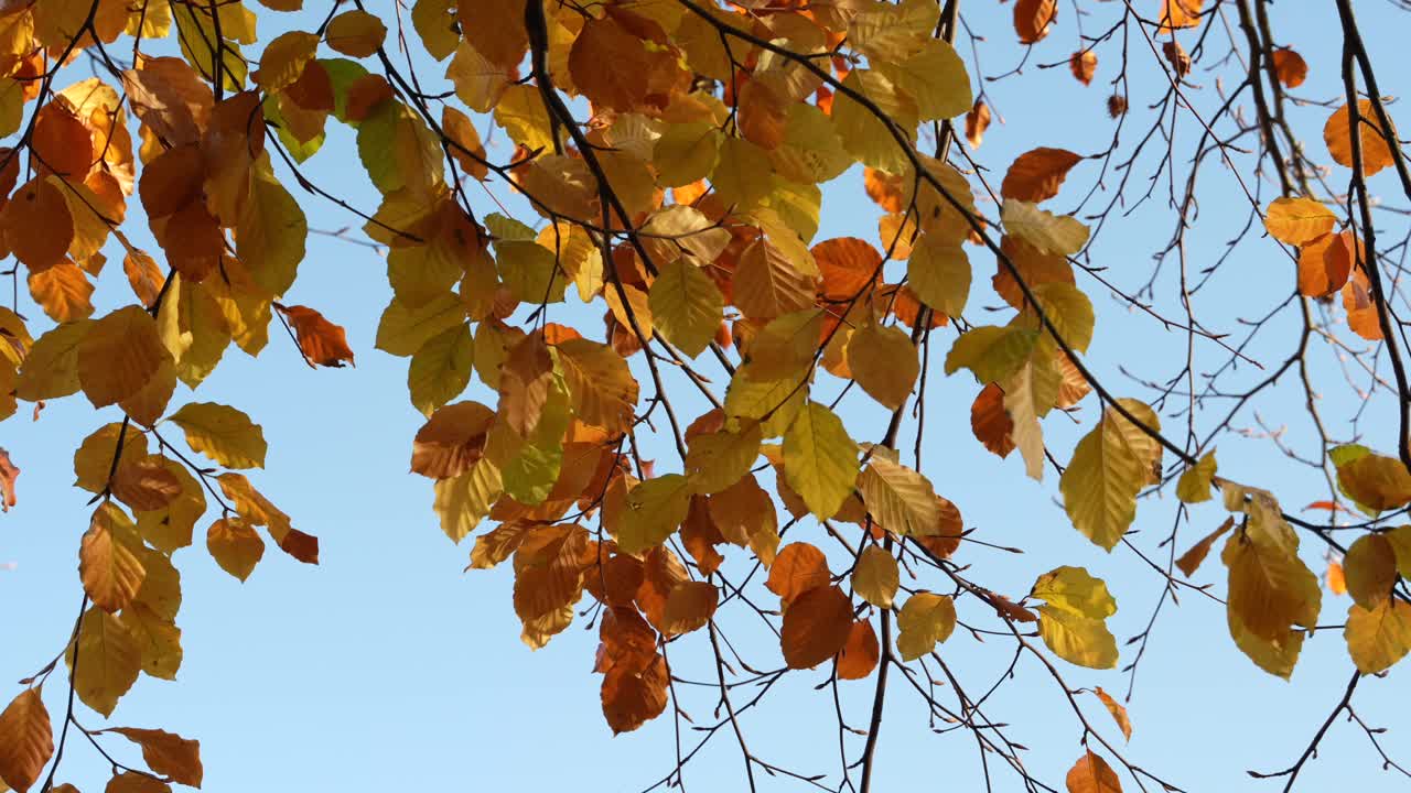 Close-up of branches with golden orange autumn leaves against blue sky