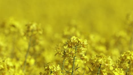 Nahaufnahme-Von-Raps-Blume-In-Einem-Feld-In-Voller-Blüte-2