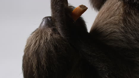 Sloth-eats-piece-of-sweet-potato---isolated-on-white-background---close-up-on-face