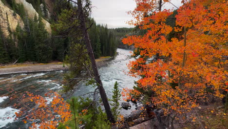 grand canyon of the yellowstone national park river upper lower falls waterfall lookout artist point autumn orange red yellow aspen trees canyon village stunning peace end of day sunset pan left slow