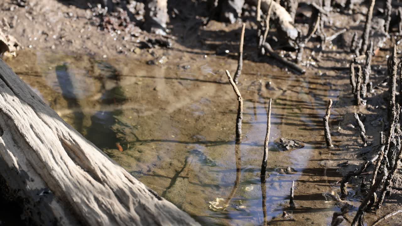 Progressive view of a wetland's water and vegetation