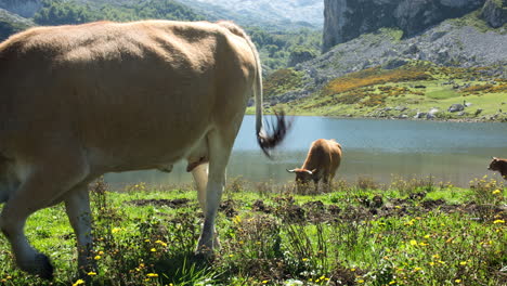 cova donga lakes in the picos de europa national park