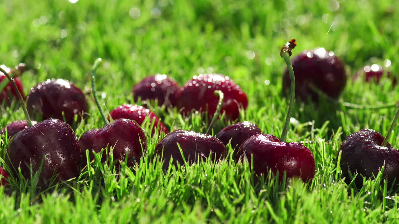 Red berries ripe cherries lie on green the grass