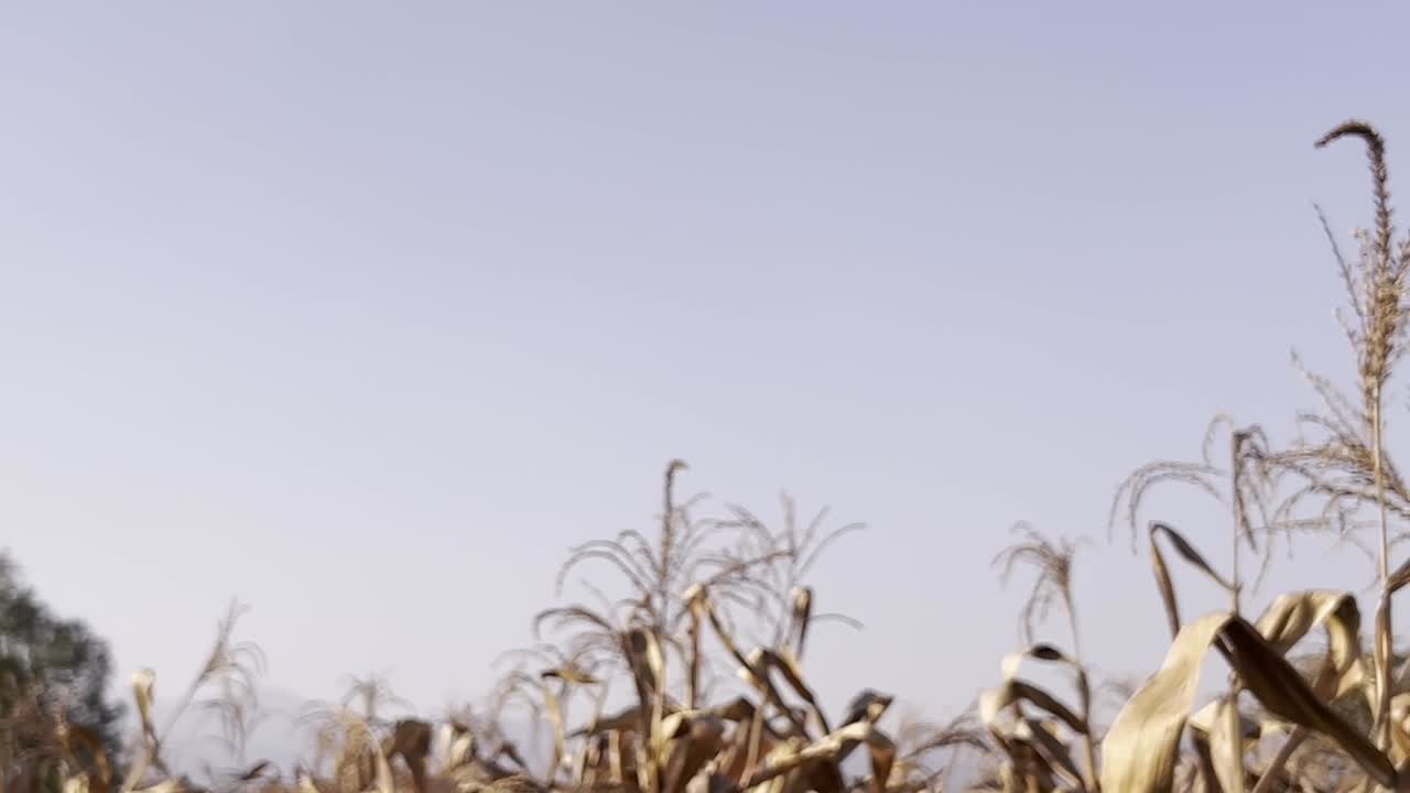 close-up shot of field with dry corn plants with cloudy sky.