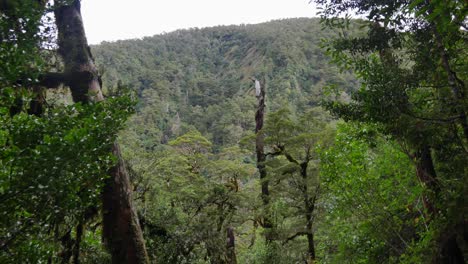 Knorrige-Bäume-Im-Vordergrund,-Steiler-Felshang-Dahinter,-Feuchter-Regenwald