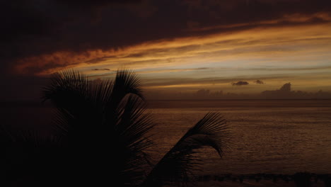 cinematic reveal of a tropical romantic sunset from behind silhouetted palm trees at ostiones beach in puerto rico