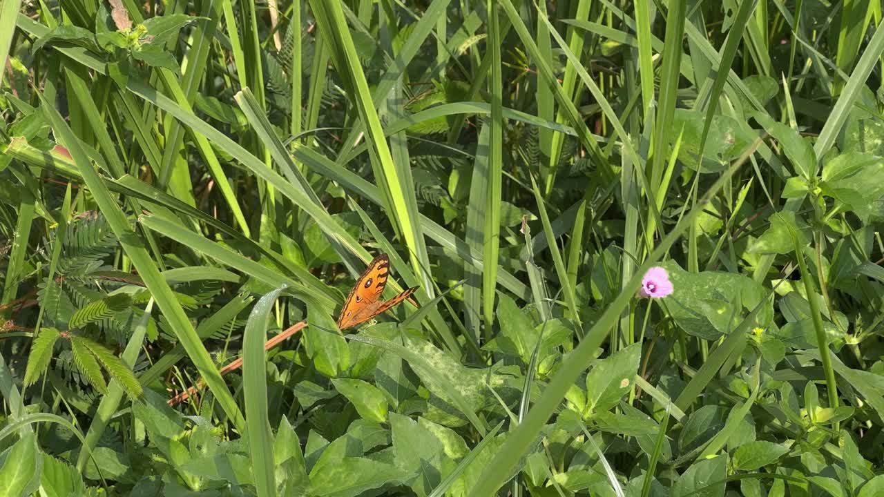A brown butterfly was perched and flapping the wings on the green grass