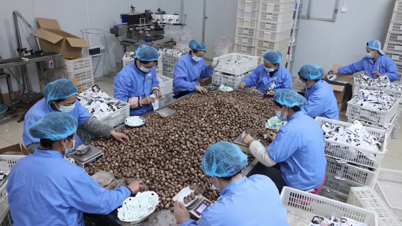 Close workers sorting action factory agricultural storehouse process industrial environment quality control in food production. Warehouse employee wearing masks gloves for hygiene food safety measures