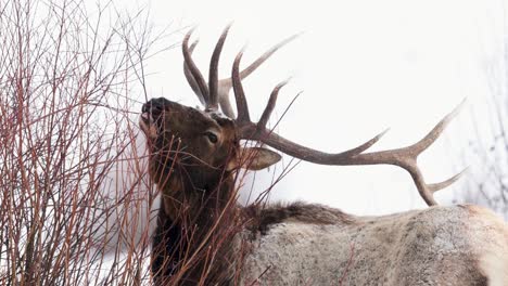 Bull-elk-in-the-Winter-in-Montana