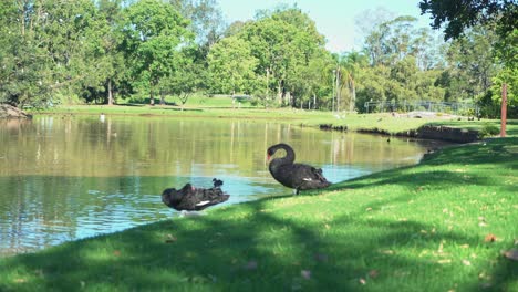 Static-shot-of-Swan-picking-it's-feathers-in-a-green-tropical-luscious-garden-with-trees-with-birds-all-around