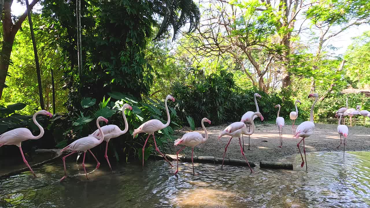 푸른, 조용한 환경 에서 헤엄치는 플라밍고 들