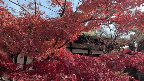 vibrant red leaves fluttering in the breeze.