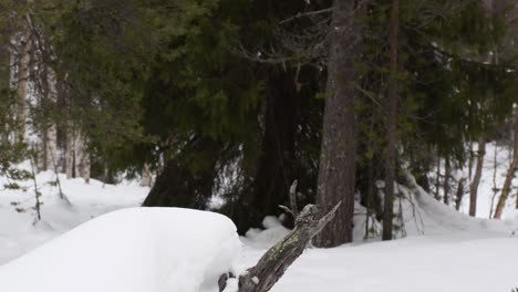 tilt up from snow covered sliver gray stick to unsharp conifer forest where are pines and spruces